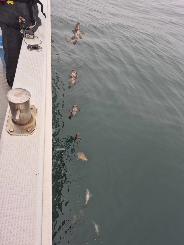 クロメバル(メバル)