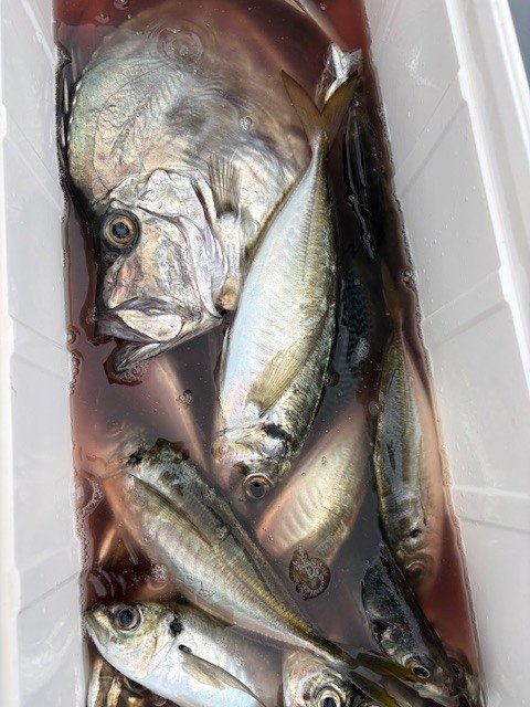 アジ(マアジ)・カガミダイ