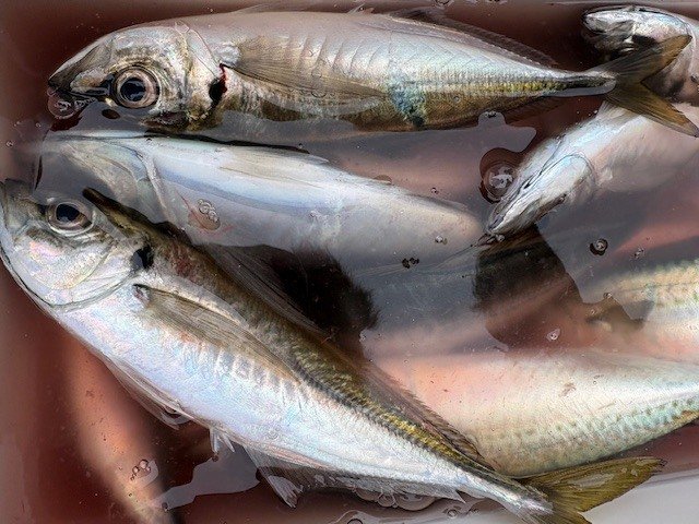 アジ(マアジ)・サバ(ゴマサバ)