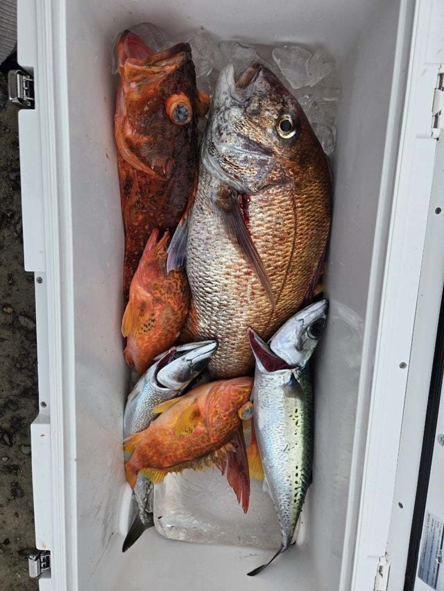 マダイ・アカイサキ・カサゴ・サバ(ゴマサバ)