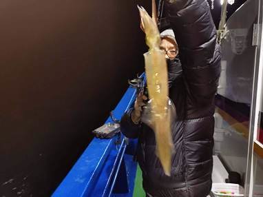 マイカ(ケンサキイカ)