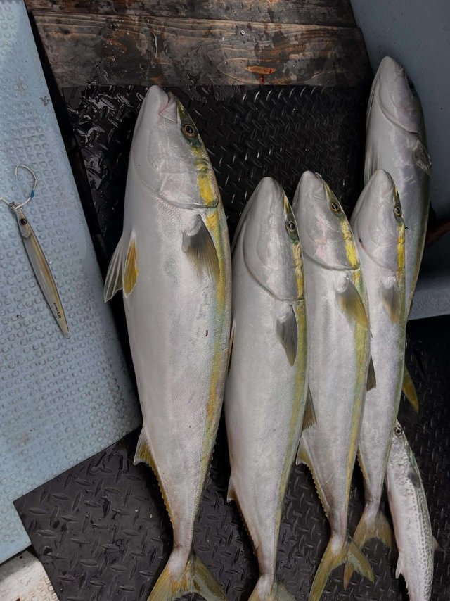 ハマチ(ブリ)・メジロ(ブリ)・サワラ