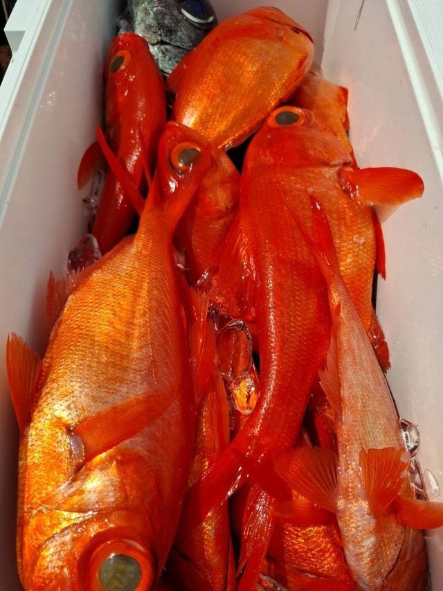 クロムツ・キンメ(キンメダイ)