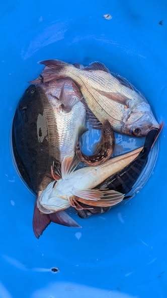 マダイ・ホウボウ・ヒラメ