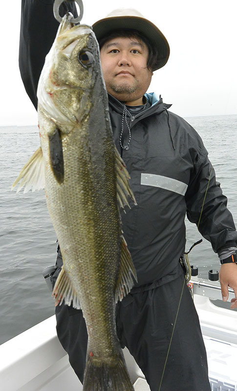 シーバス(スズキ)