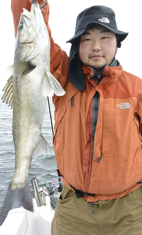 シーバス(スズキ)