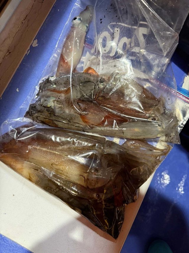 マルイカ(ケンサキイカ)・ムギイカ(スルメイカ)