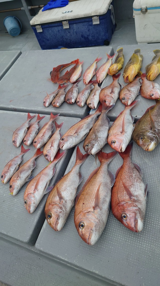 マダイ・アオナ(アオハタ)