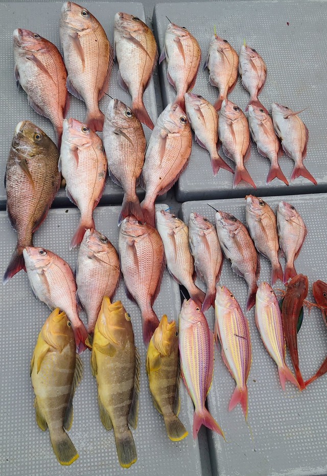 マダイ・アオナ(アオハタ)