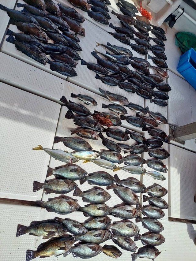 アジ(マアジ)・ガシラ(カサゴ)・メバル