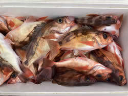 オキメバル(ウスメバル)