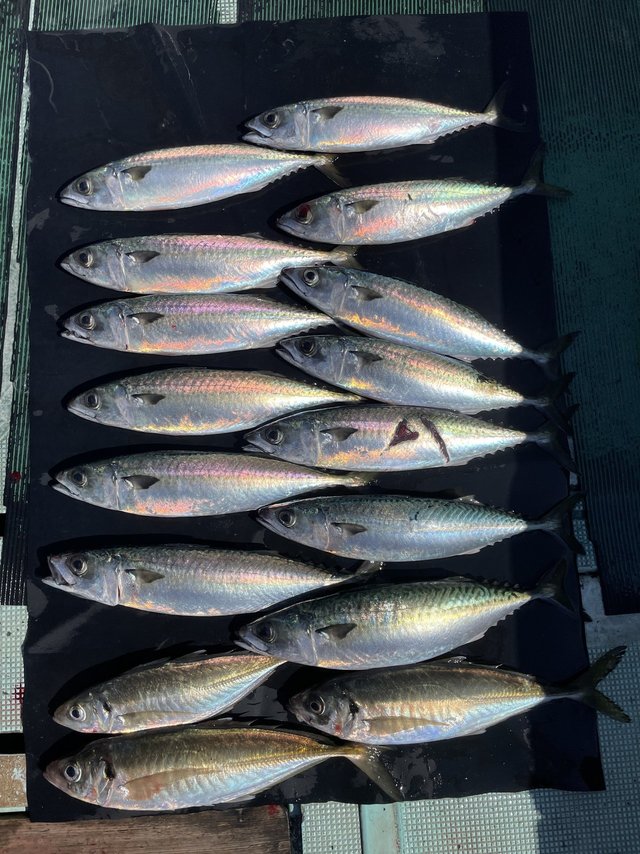 マアジ・マサバ