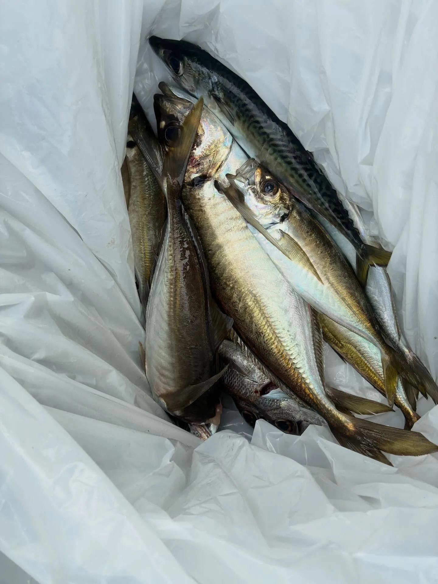 アジ(マアジ)・サバ(ゴマサバ)