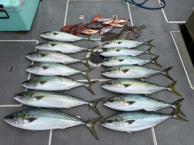 マハタ・ハマチ(ブリ)・ウスメバル・ホウボウ・マトウダイ