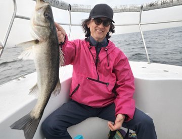 シーバス(スズキ)