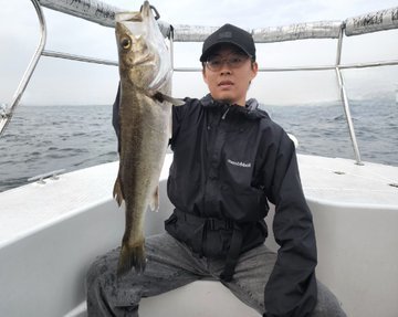 シーバス(スズキ)