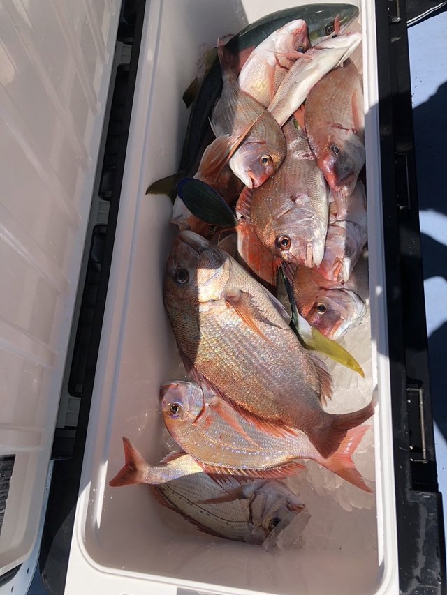 マダイ・ハナダイ(チダイ)