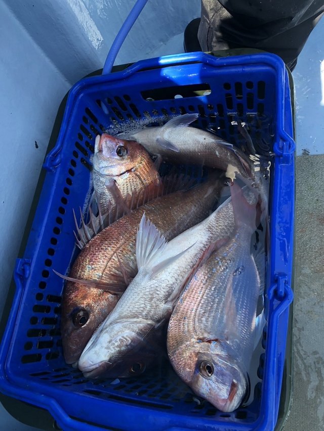 マダイ・ハナダイ(チダイ)