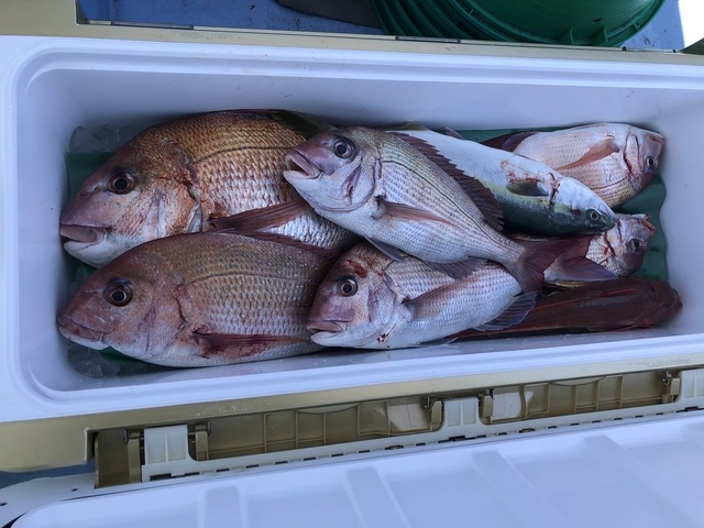 マダイ・ハナダイ(チダイ)