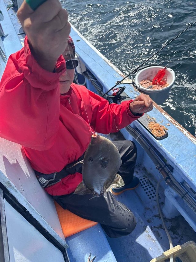 ウマヅラ(ウマヅラハギ)