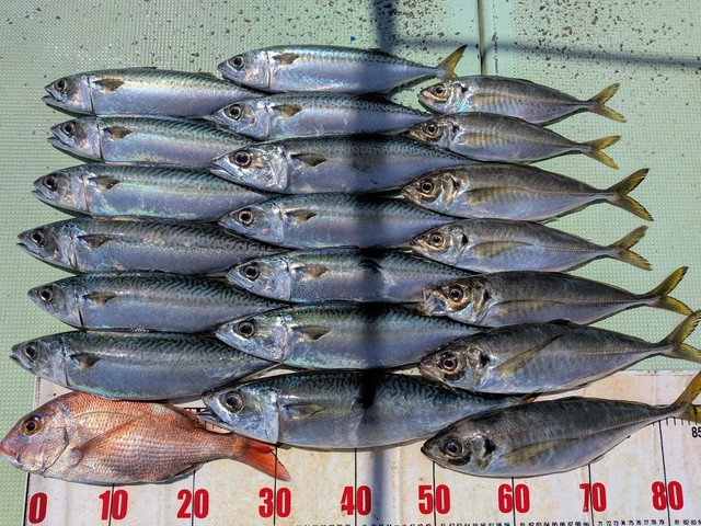 タイ(マダイ)・アジ(マアジ)・マサバ