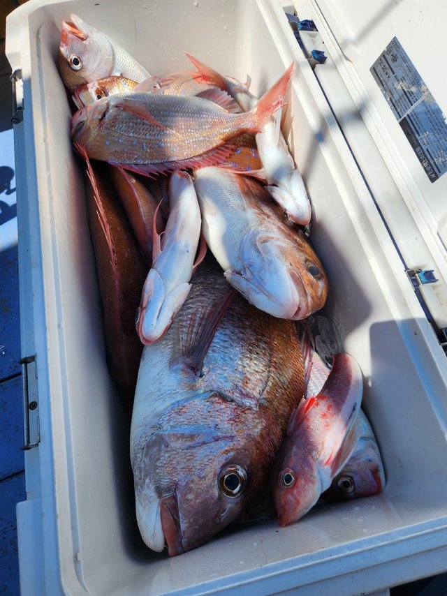 マダイ・ハナダイ(チダイ)