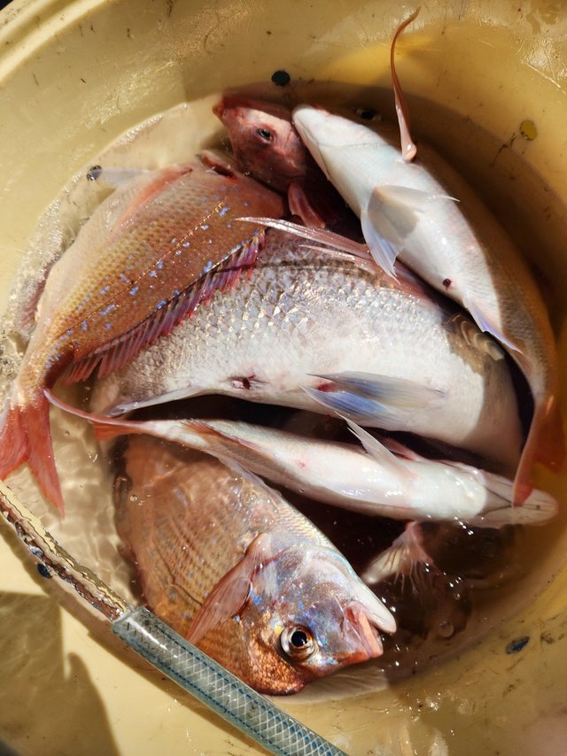 マダイ・ハナダイ(チダイ)