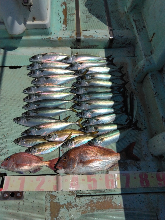 マダイ・マアジ・マサバ