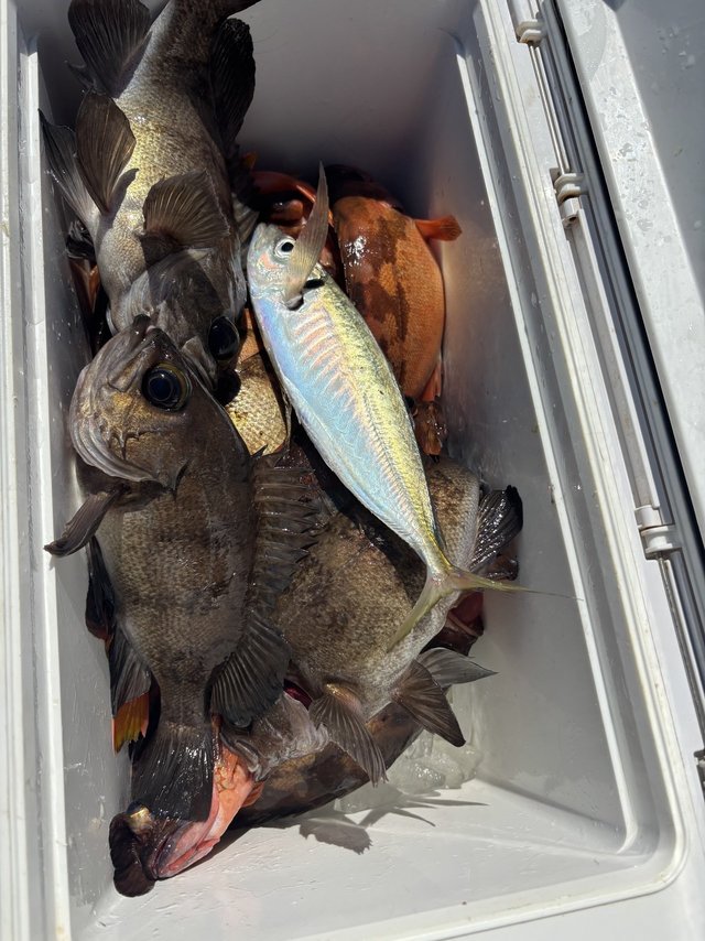 アジ(マアジ)・メバル