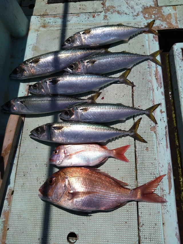 タイ(マダイ)・サバ(マサバ)