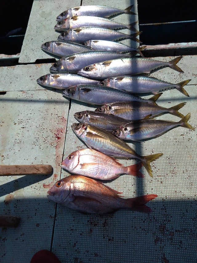 タイ(マダイ)・アジ(マアジ)・サバ(マサバ)