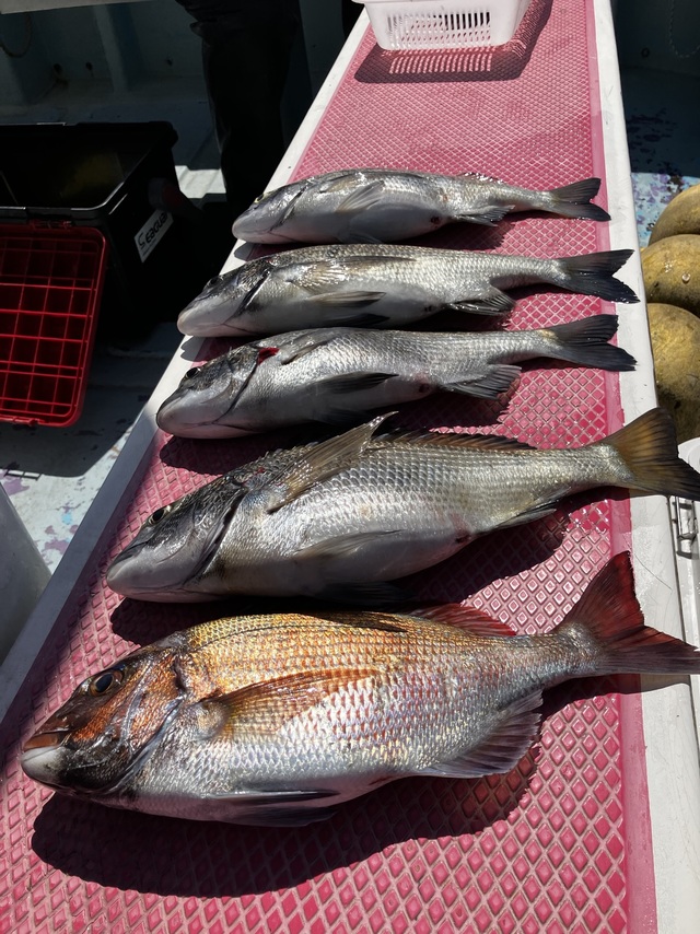 マダイ・クロダイ