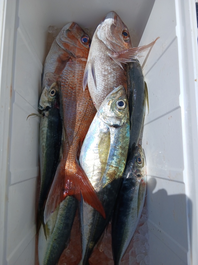 マダイ・マアジ