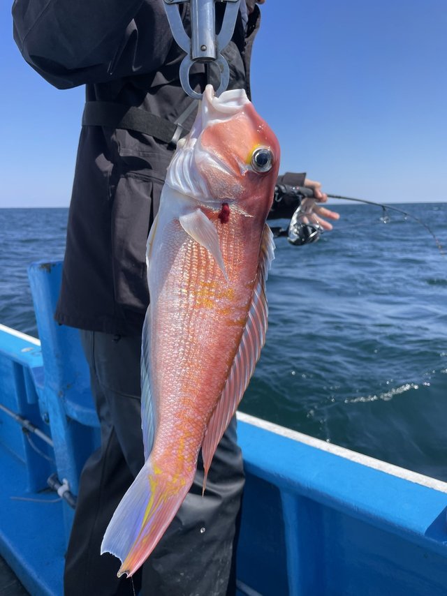 アマダイ(アカアマダイ)