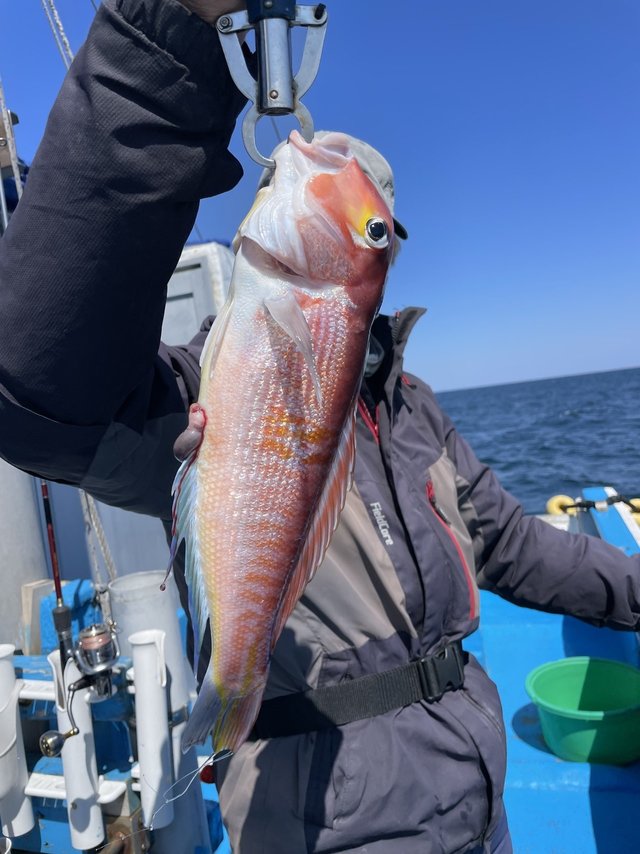 アマダイ(アカアマダイ)