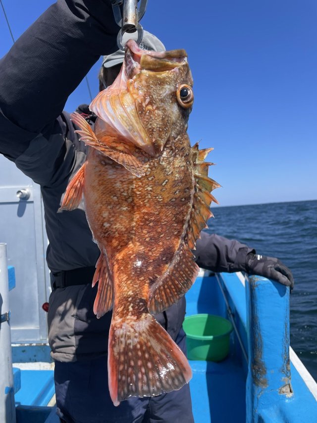 ウッカリカサゴ