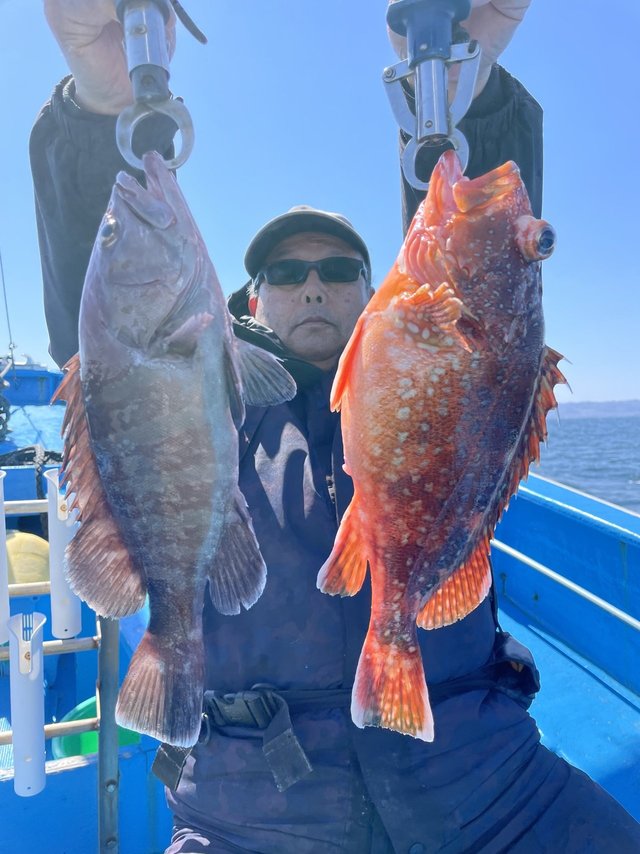 マハタ・ウッカリカサゴ