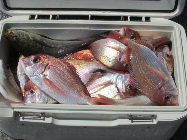 ハナダイ(チダイ)