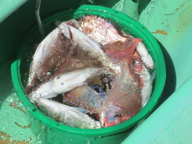 ハナダイ(チダイ)