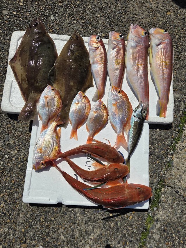 アマダイ(アカアマダイ)