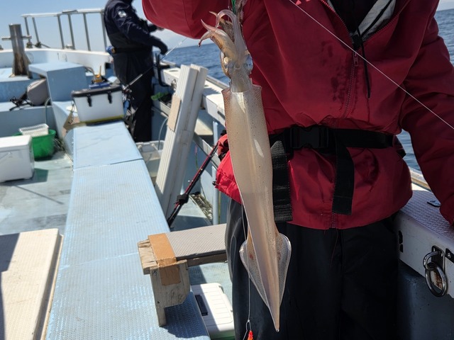 マルイカ(ケンサキイカ)