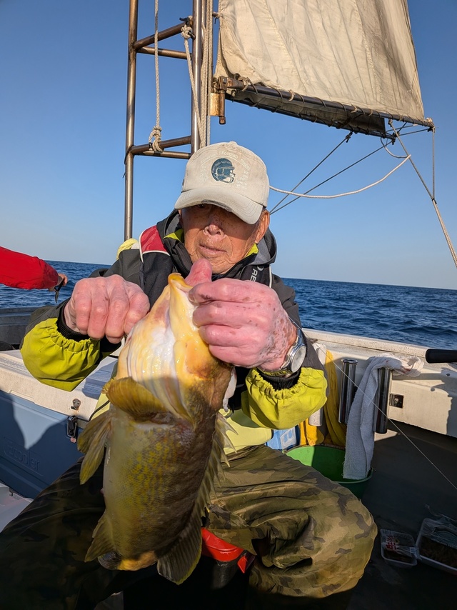 アオナ(アオハタ)