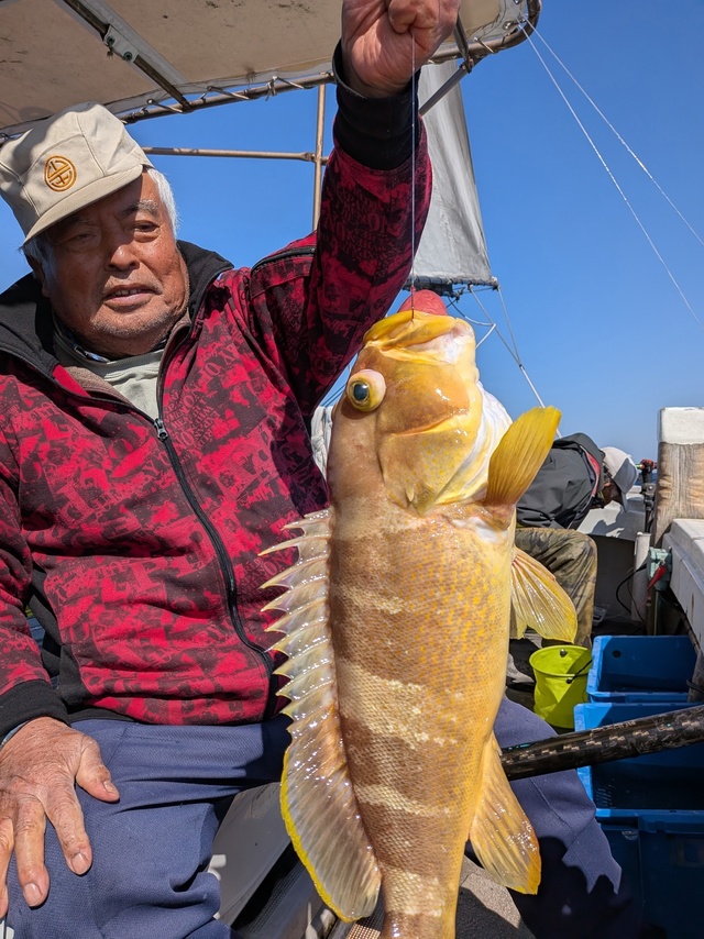 アオナ(アオハタ)