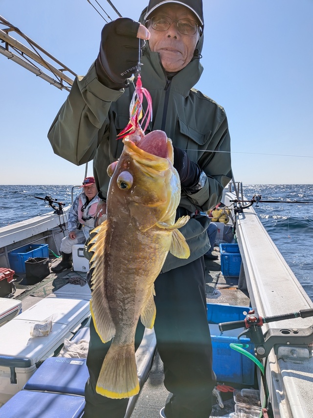 アオナ(アオハタ)