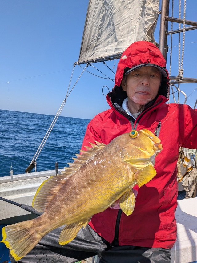 アオナ(アオハタ)