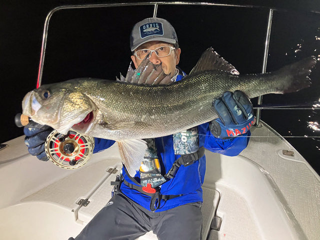 シーバス(スズキ)