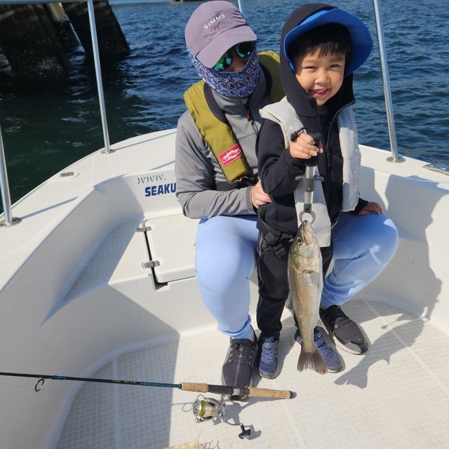 シーバス(スズキ)