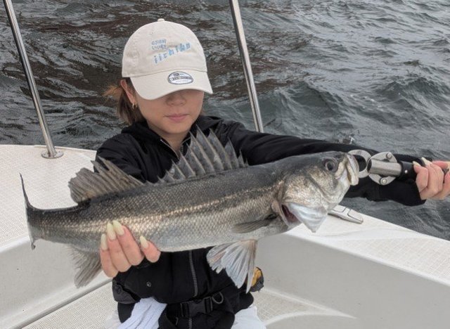 シーバス(スズキ)