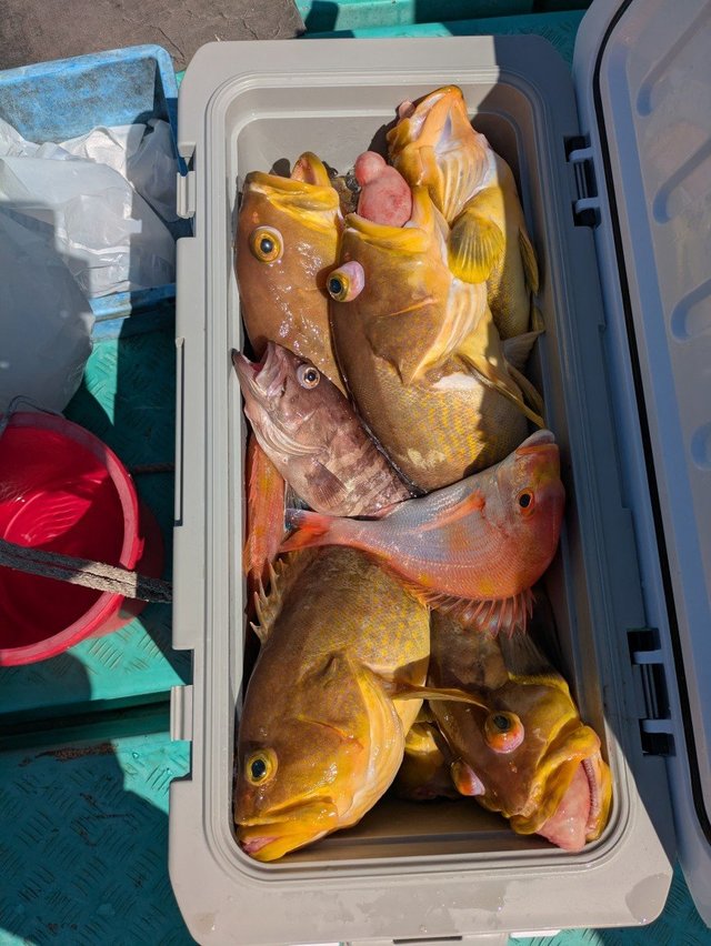 キダイ・マハタ・チカメキントキ