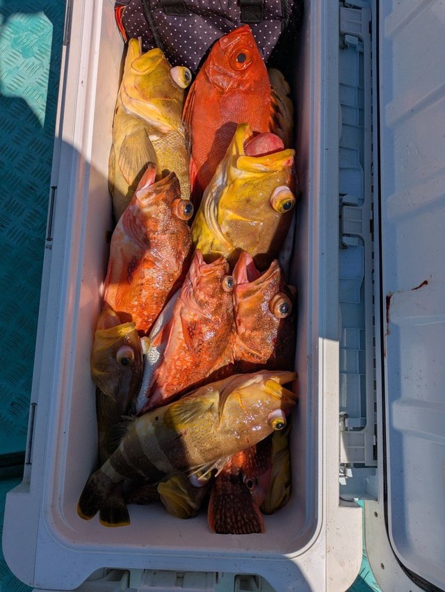 マハタ・チカメキントキ・カサゴ